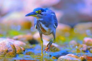 全球目光的焦点，世界杯足球星照片的珍贵记忆世界杯足球星照片