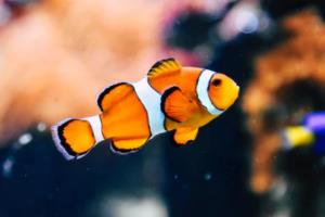 一、预测的挑战与意义卡塔尔世界杯预测之路